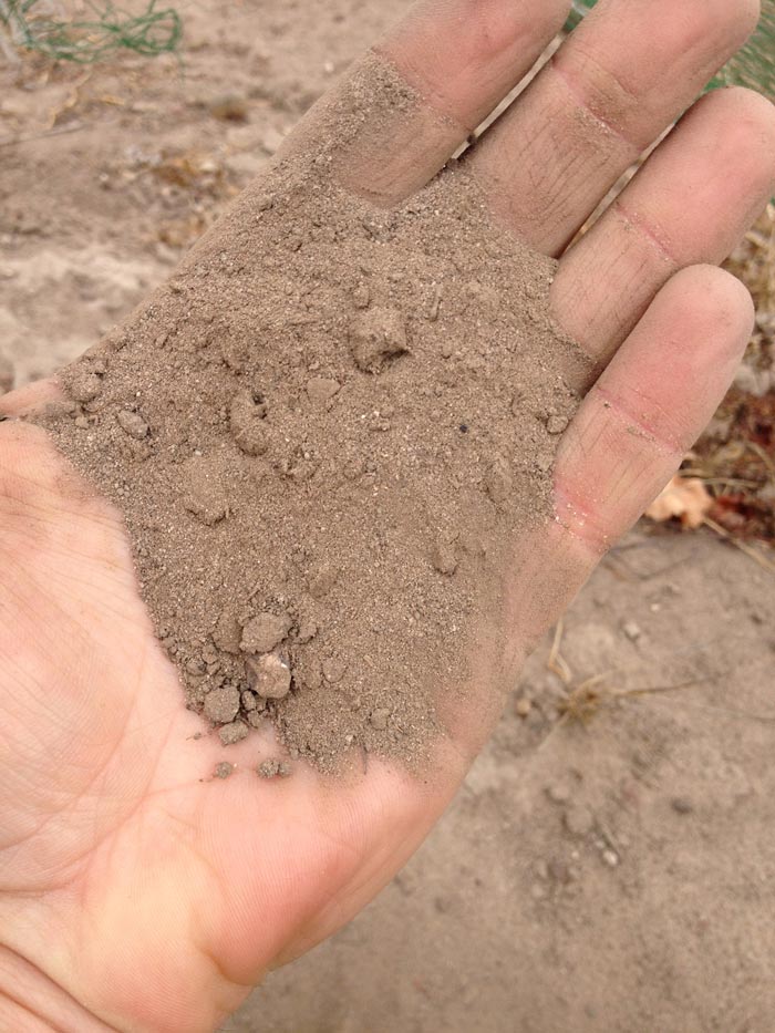 Viognier soil